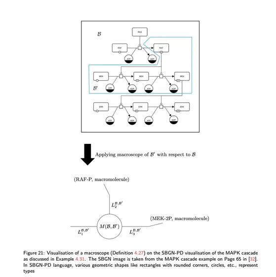 Macrosope applied to MAPK.png
